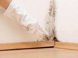 Mold Odor Removal Services in Andrews, TX